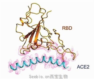 新型冠狀病毒RBD蛋白(Fc Tag)