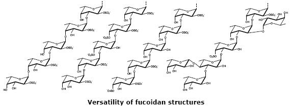 巖藻多糖硫酸酯的結構多樣性