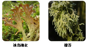 地衣多糖/異地衣糖的生物來源